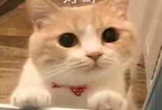 王多多偷闲直(zhí)播(bō)玩三望？到底(dǐ)是因为英雄联盟(méng)总决賽(sài)激烈，还是无聊